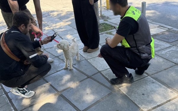 Θεσσαλονίκη: 20 πρόστιμα σε ελέγχους για δεσποζόμενα ζώα - Έως 1.000 ευρώ τα πρόστιμα