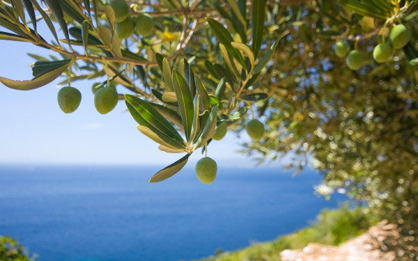 Β. Ελλάδα: Το «ράβδισα» της επιτραπέζιας ελιάς - Γιατί φέτος η τιμή αγοράς είναι πολύ χαμηλότερη από πέρσι