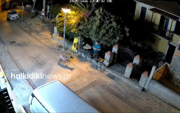Χαλκιδική: Αναστάτωση στη Νικήτη με την εμφάνιση λύκου - Πλησίασε άνδρα έξω από κατάστημα  (βίντεο)