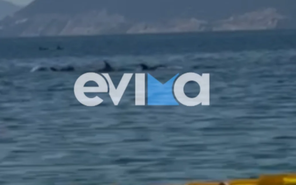 Μαγευτικό θέαμα στον Ευβοϊκό: Φώκια και κοπάδι δελφινιών δίπλα σε ψαρά (Βίντεο)