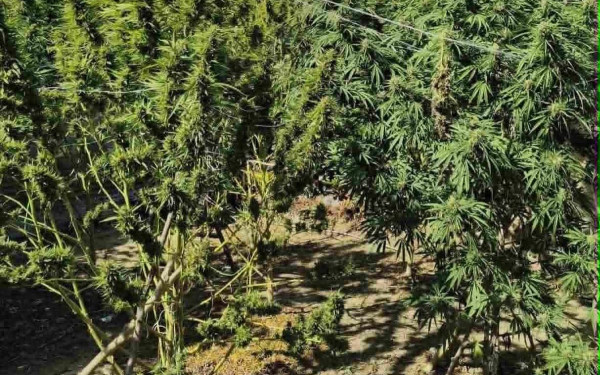 Ημαθία: Καλλιεργούσε δενδρύλλια κάνναβης στην αυλή του