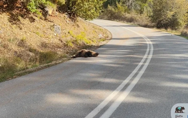 Πυροβόλησαν και σκότωσαν νεαρή αρκούδα στις Πρέσπες