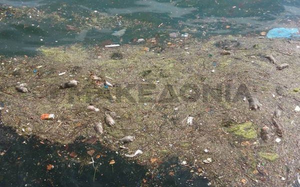 Θεσσαλονίκη: Νεκρά ποντίκια ξεβράστηκαν ξανά στον Θερμαϊκό (Βίντεο) 