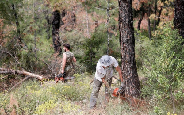 Ξεμένουμε... από υλοτόμους - Οι νέοι δεν μπαίνουν στο επάγγελμα