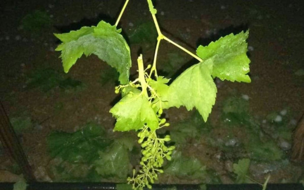 Παραγωγοί του Τυρνάβου συνομίλησαν με τον Γ. Γεωργαντά για τις ζημιές σε καλλιέργειες