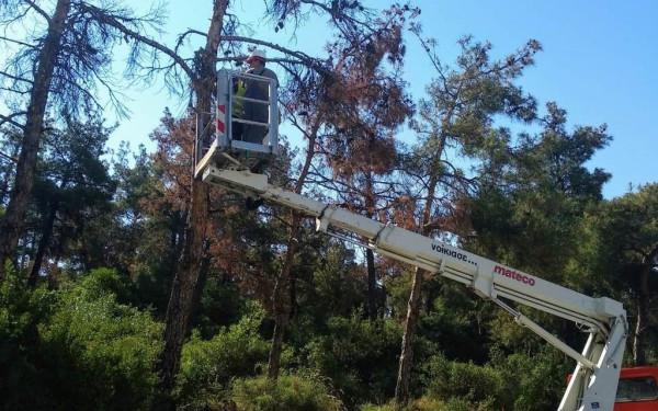 Ξεκίνησε αποψίλωση δέντρων στο Πανόραμα ο δήμος Πυλαίας Χορτιάτη