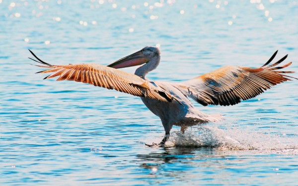 Επιχείρηση διάσωσης αργυροπελεκάνου