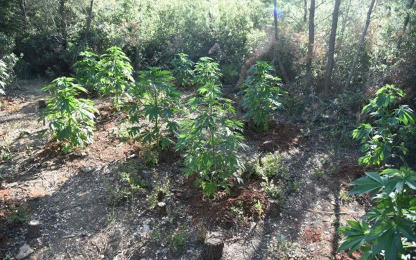 Η Γερμανία αποποινικοποιεί τη χρήση κάνναβης και πιστεύει ότι ανοίγει το δρόμο για όλους στην Ευρώπη