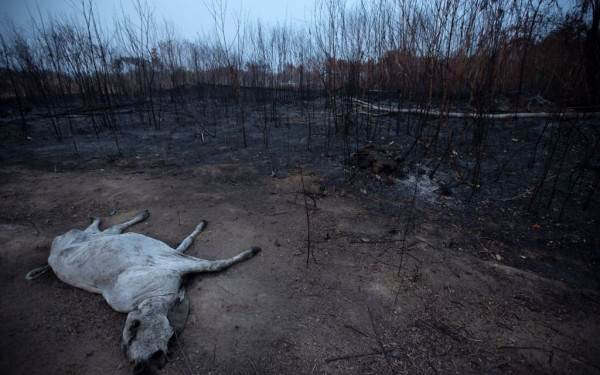 Εκατοντάδες νέες φωτιές κατατρώγουν τον Αμαζόνιο (φωτο)
