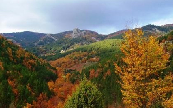 Βελτιωμένη η εικόνα στα δάση της Χαλκιδικής - Έγιναν διανοίξεις ζωνών και καθαρισμοί