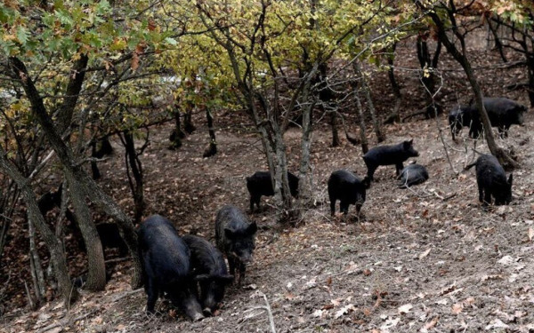 Σώστε… χτες τον Αυτόχθονα Ελληνικό Μαύρο Χοίρο  