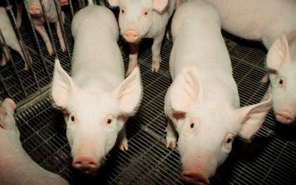 Ανησυχητική πρωτιά στις ΗΠΑ: Χοίρος σε αγρόκτημα βρέθηκε θετικός στη γρίπη των πτηνών