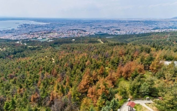 Αεροψεκασμοί και υλοτόμοι στη μάχη για την προστασία του Σέιχ Σου