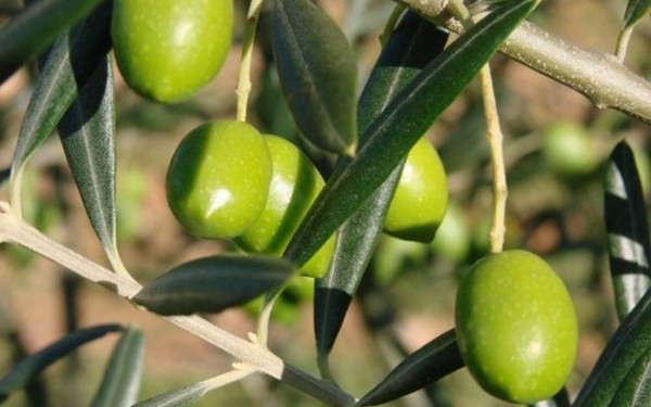 Χωρίς ευρωπαϊκή εμπορική προστασία πράσινη ελιά και αγουρέλαιο Χαλκιδικής