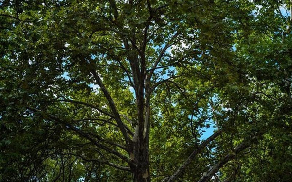 Θεσσαλονίκη: Διατηρητέα μνημεία της φύσης τέσσερα υπεραιωνόβια πλατάνια της Θεσσαλονίκης