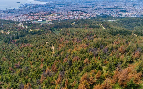 Η ΕΕ απαγορεύει τις εισαγωγές προϊόντων που συνδέονται με την καταστροφή δασών	