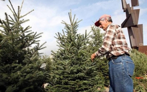 Χαλκιδική: Έτοιμοι να σκορπίσουν «άρωμα» Χριστουγέννων οι ελατοπαραγωγοί Ταξιάρχη