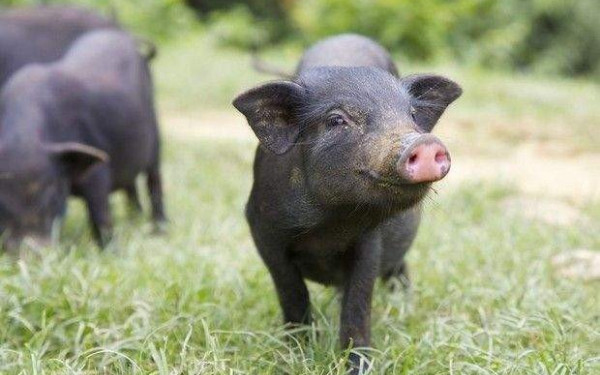 Ισπανία: Ανιχνεύθηκαν κρούσματα αφρικανικής πανώλης των χοίρων - Τα πρώτα από το 1994