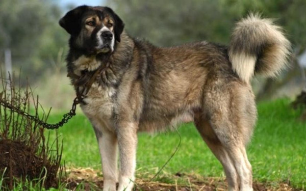 Ζάκυνθος: Συνελήφθη 69χρονος που πυροβόλησε και τραυμάτισε σκύλο - Επιβλήθηκε πρόστιμο 50.000 ευρώ