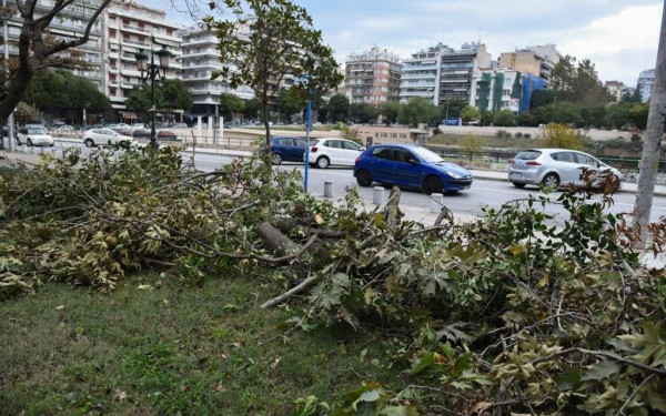 Δήμος Θεσσαλονίκης: Τέσσερεις απαντήσεις σε ερωτήματα για τις κοπές των δέντρων