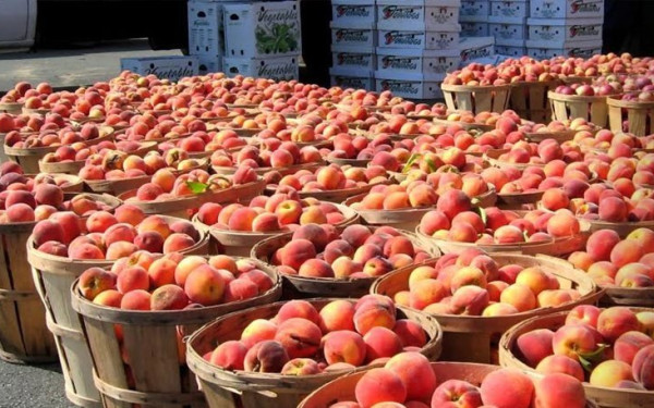 Παραμορφωμένα πυρηνόκαρπα σε 26.730,2 στρέμματα δήλωσαν 1.778 καλλιεργητές της Β. Ελλάδας