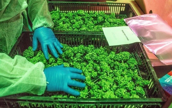 Ιταλία: Τέλος τα προϊόντα cbd - Απαγόρευση πώλησης κάθε παράγωγου μαλακών ναρκωτικών