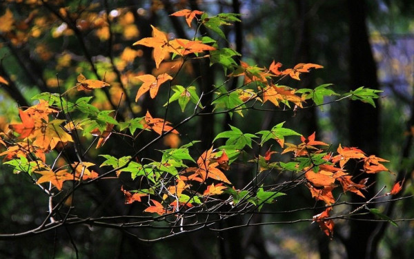 Κομοτηνή: 1.000 πεύκα και σφένδαμοι στην πανεπιστημιούπολη