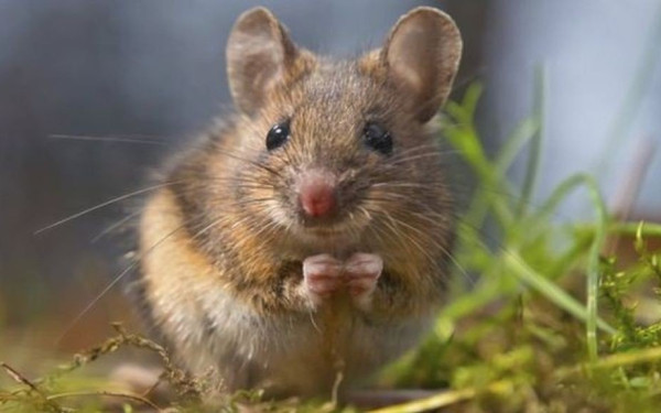 Πιθανή μόνιμη εγκεφαλική βλάβη από κοινό ζιζανιοκτόνο - Τι έδειξε έρευνα