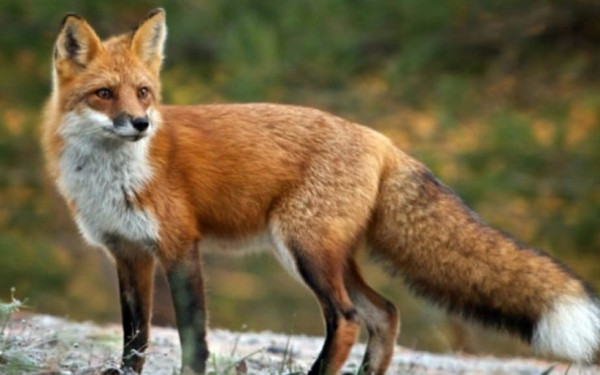 Λαγκαδάς: Συνελήφθη 51χρονος που πυροβόλησε και σκότωσε αλεπού