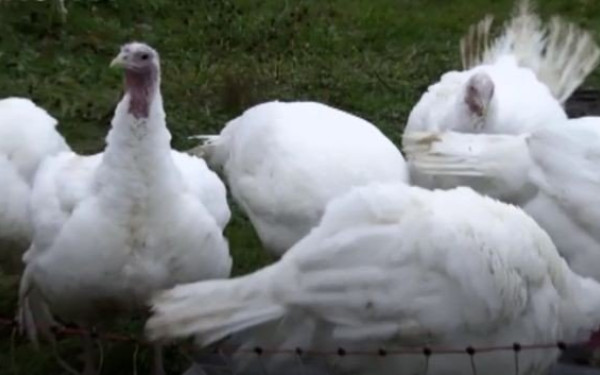 Εσπευσμένα σε Καστοριά και Πρέσπες σήμερα ο Γ. Αμυράς για την έξαρση της γρίπης των πτηνών