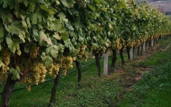 Έρχεται πρόγραμμα γεωργικών συμβουλών για τους αγρότες