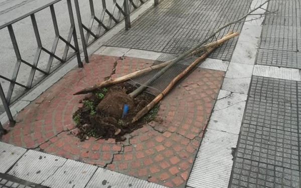 Οι φτελιές, το σκαθάρι Galerucella luteola και η «μεγάλη μάχη» στους δρόμους Τσιμισκή και Αλ.Σβώλου