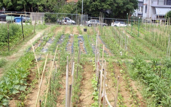Θεσσαλονίκη: Λαχανόκηποι θα δημιουργηθούν σε τρία σχολεία της πόλης