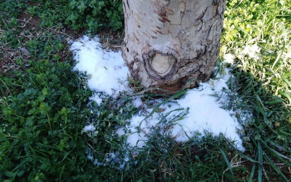 Θεσσαλονίκη: Νέα "επίθεση" με αλάτι σε δέντρα της Νέας Παραλίας