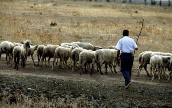 Αποζημιώσεις κτηνοτρόφων: Νωρίτερα φέτος οι αιτήσεις αναγνώρισης ανωτέρας βίας