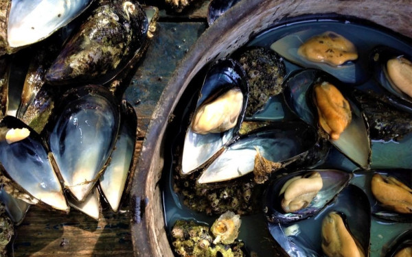 Θερμαϊκός: Ο καύσωνας κατέστρεψε 24.000 τόνους μύδια!