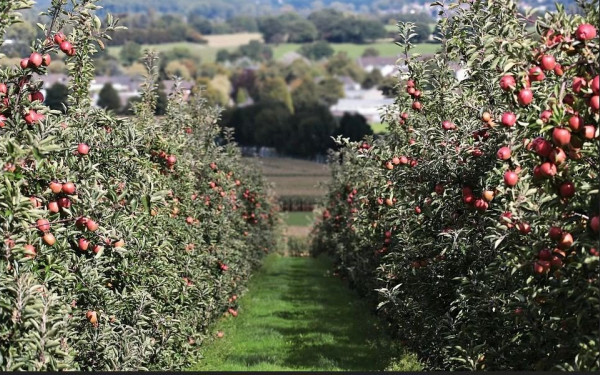 Καστοριά: Ξεκινά η καταβολή αποζημιώσεων στους μηλοπαραγωγούς