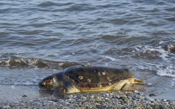 Nέοι Επιβάτες: Νεκρή βρέθηκε θαλάσσια χελώνα καρέτα-καρέτα