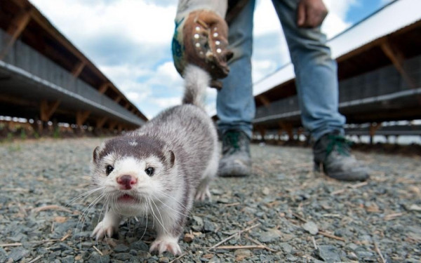 Πόλος έλξης για τους Δανούς εκτροφείς μινκ η Βόρεια Ελλάδα 	