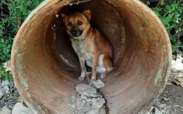 Κρήτη: Εικόνες φρίκης με 17 κακοποιημένα και εξαθλιωμένα σκυλάκια στα Χανιά (Βίντεο, φωτ.)