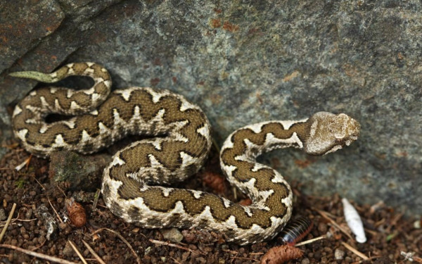 Βίντεο: Έτσι απομακρύνθηκαν τα φίδια από το κελάρι στη Θεσσαλονίκη 