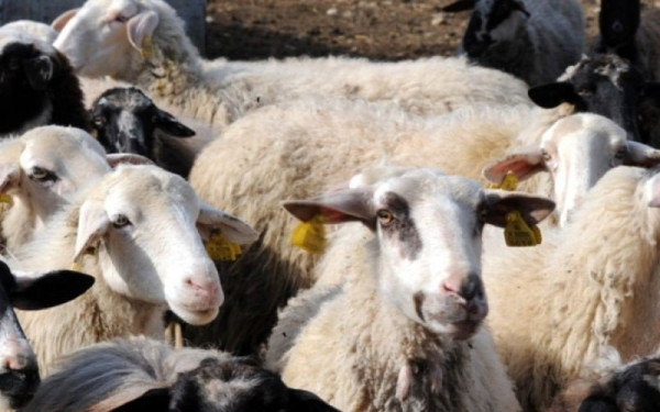 «Τσιμπάνε» οι τιμές στα αιγοπρόβατα- Με τιμές... γάλακτος πωλούνται τα μεγαλύτερα σφάγια