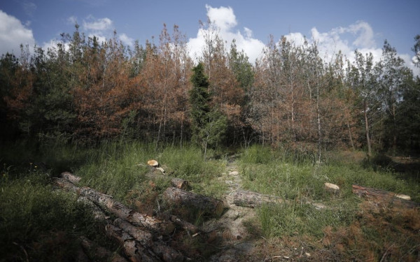 Τρεις δήμοι της πόλης ενώνουν δυνάμεις τους για την προστασία του Σέιχ Σου 