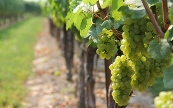 Αυξημένες κατά σχεδόν 3 χιλιάδες στρέμματα οι εκτάσεις των αμπελώνων οινοποιήσημων ποικιλιών
