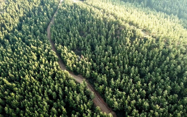 Νέα απόφαση του ΣτΕ βγάζει οριστικά εκτός δασικών χαρτών 7 εκατ. στρέμματα