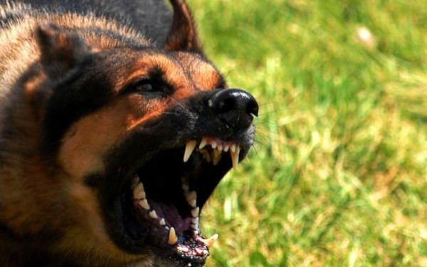 Λαμία: Αδέσποτο σκυλί επιτέθηκε σε 2 ετών παιδάκι - Το έσωσε η γιαγιά του