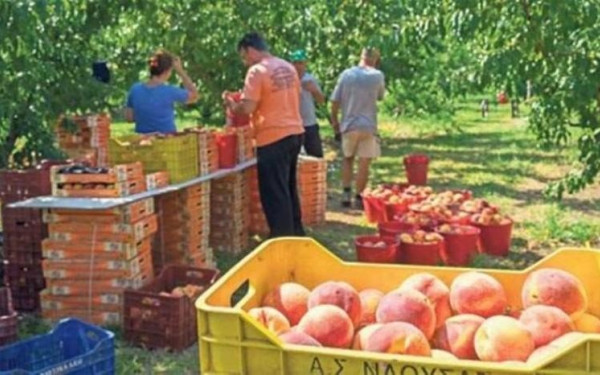 Ξεκίνησε η συγκομιδή ροδάκινων στα χωριά του Αμυνταίου