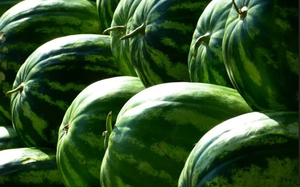 Μακρυχώρι Λάρισας: Το καλό καρπούζι επιστρέφει μετά από μια δύσκολη περίοδο