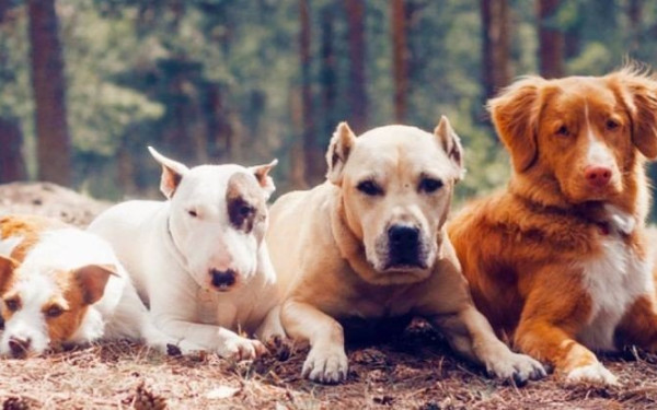 ΗΠΑ: Αυξάνονται οι αρνητές εμβολίων σκύλων - Μη ασφαλή, αναποτελεσματικά, άχρηστα, οι απόψεις τους
