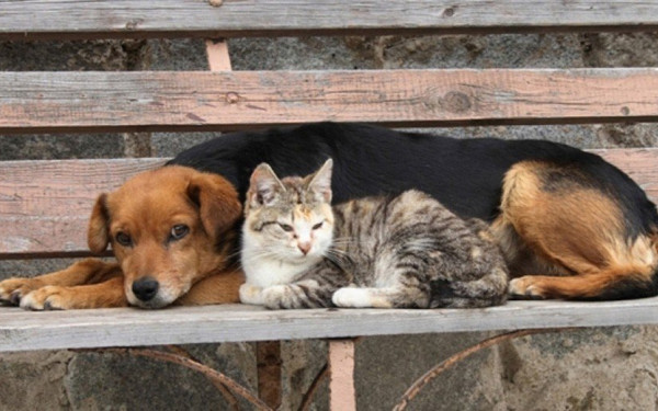 Μητσοτάκης: Η προστασία των ζώων είναι θέμα πολιτισμού και μας αφορά όλους - Σε δημόσια διαβούλευση το νομοσχέδιο για κατοικίδια και αδέσποτα ζώα 